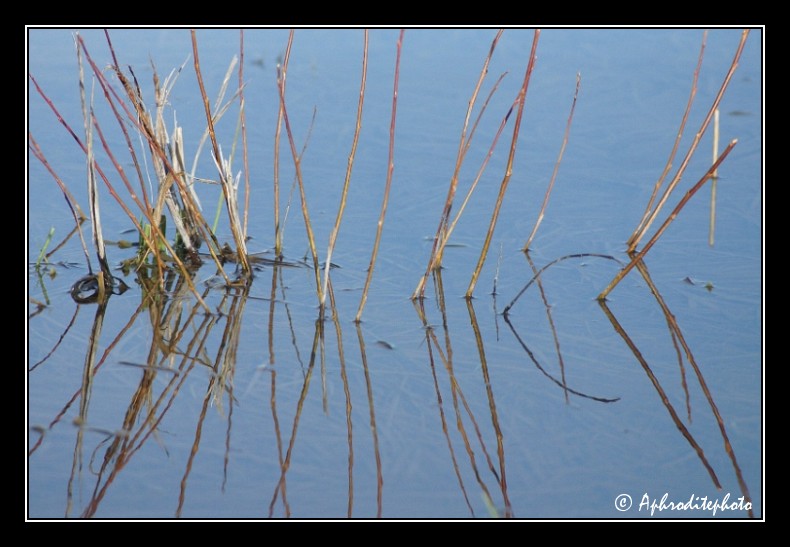 Reflet d herbes